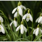 Po narodnoj tradiciji počinje buđenje prirode