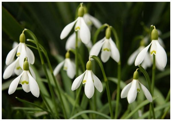 Po narodnoj tradiciji počinje buđenje prirode