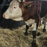 Teška šteta nakon snijega: Poljoprivredniku iz Bosanske Krupe urušena štala, pomoć stigla odmah