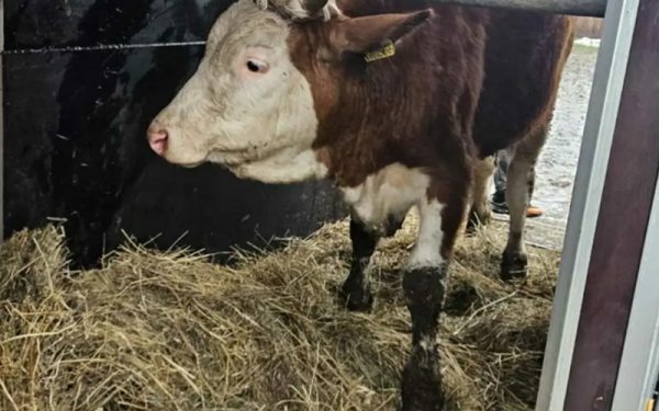 Teška šteta nakon snijega: Poljoprivredniku iz Bosanske Krupe urušena štala, pomoć stigla odmah