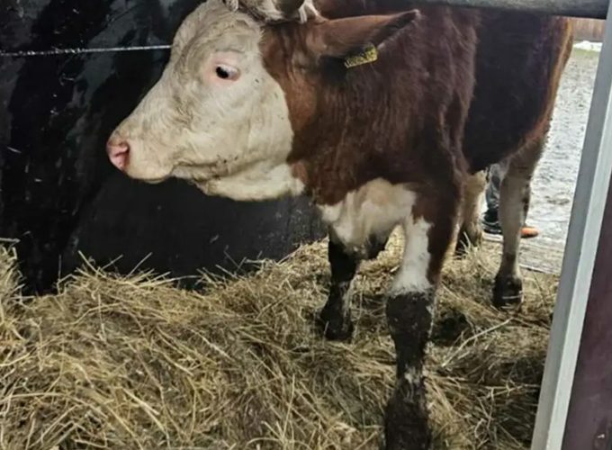 Teška šteta nakon snijega: Poljoprivredniku iz Bosanske Krupe urušena štala, pomoć stigla odmah