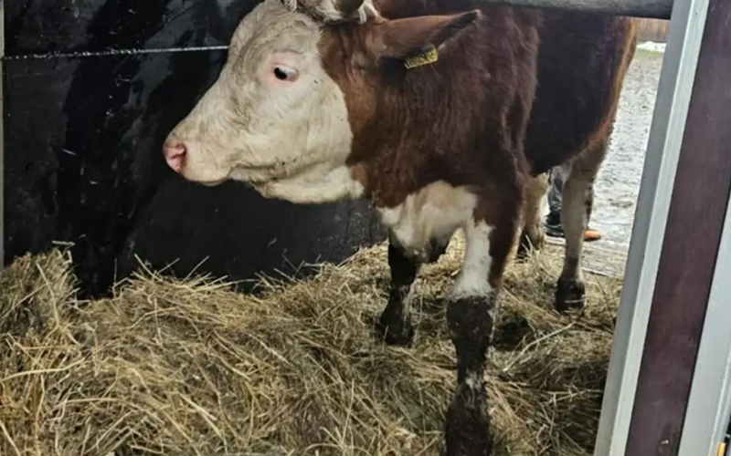 Teška šteta nakon snijega: Poljoprivredniku iz Bosanske Krupe urušena štala, pomoć stigla odmah