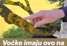 Voćke imaju ovo na svojim granama? EVO šta treba uraditi!