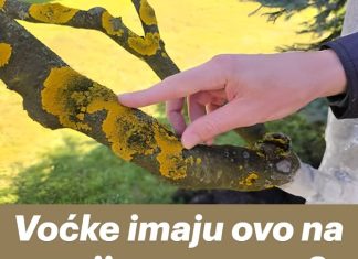 Voćke imaju ovo na svojim granama? EVO šta treba uraditi!