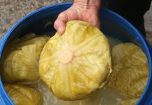 Koliko soli ide na 10 litara vode za kiseli kupus? Samo ovo je prava količina