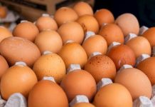 Jaja zaražena salmonelom povučena iz prodaje, provjerite imate li ih kod kuće